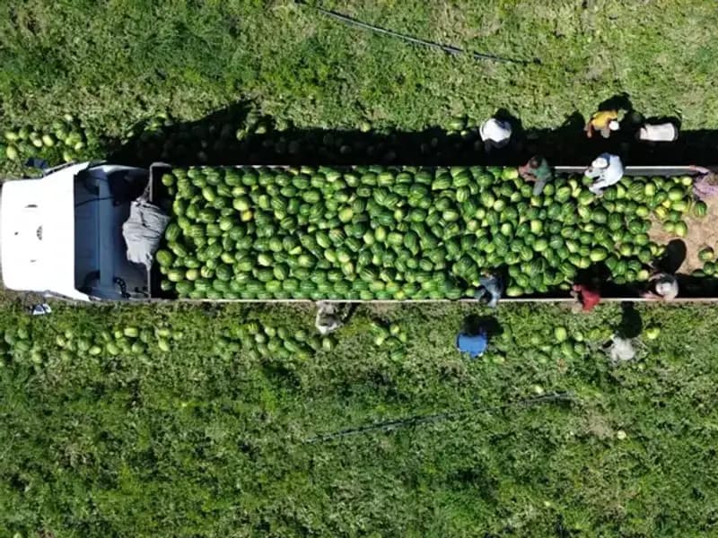 Bafra Ovası'nda Karpuz Rekoltesinde Tarihi Zirve: 94 Bin 500 Ton Bekleniyor