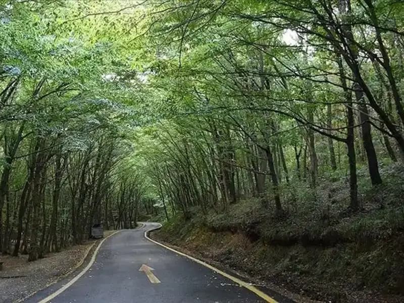 Çorum'da Ormanlara Giriş Yasağı: Tedbirler Neden Alındı?