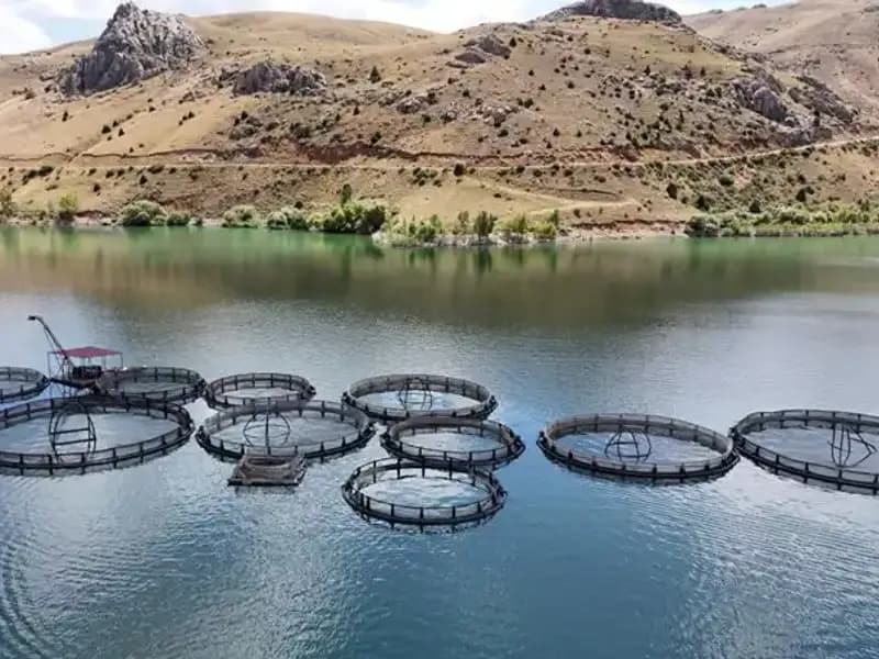 Deniz Olmadan Balıkçılıkta Rekor Hedef: 5 Bin Ton Ürün!