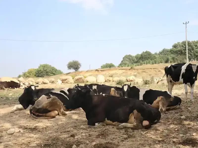 Şap Hastalığına Karşı Acil Önlem: 22 Köyde Barikat!