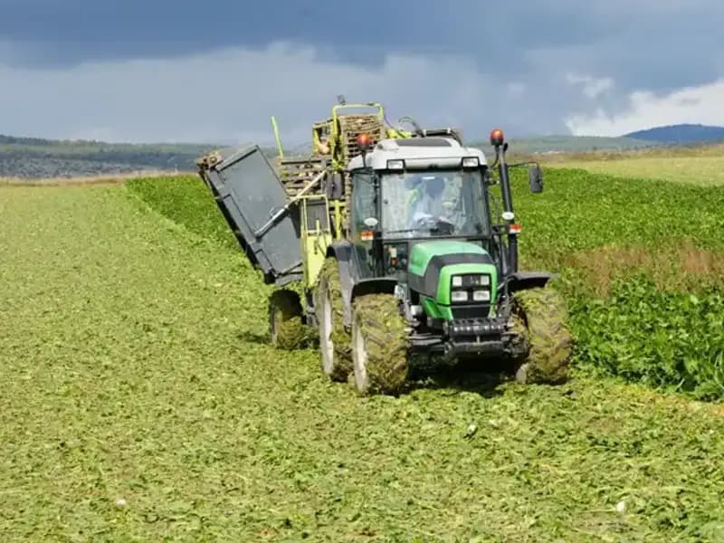 Kastamonu'da Pancar Hasadı Başladı: Çiftçiler Gelecek için Umut Bağladı