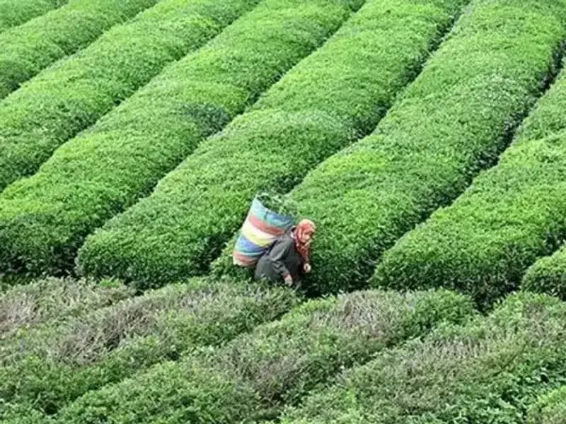 Bayramda ÇAYKUR'un Yaş Çay Alım Sevinci: Dört Gözle Bekleniyor