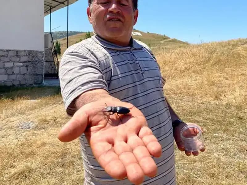 Sivas'ta Yeni Tehlike: Bu Böceği Öldürmenin Cezası 557 Bin TL!