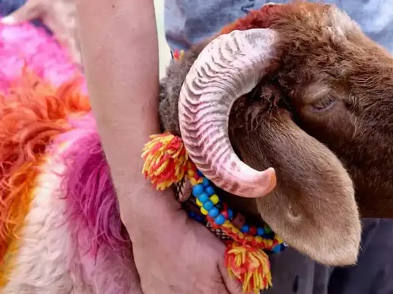 Kurban Bayramı'na Sayılı Günler Kaldı: Resmi Tarihleri Öğrenin!