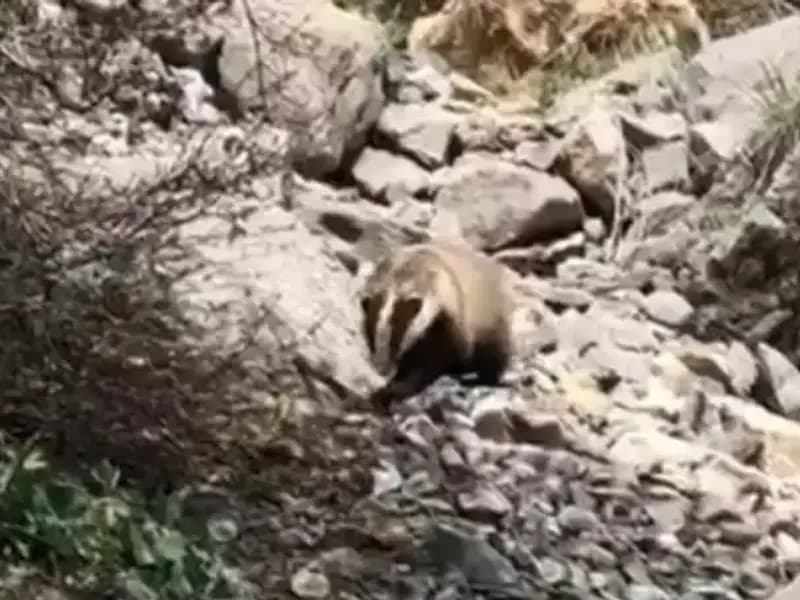 Batman’da Nesli Tükenmekte Olan Türün Nadir Görüntüsü Gözler Önüne Serildi