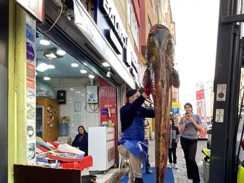 Meriç Nehri’nde Yakalanan 3 Metrelik Balık Dikkat Çekti!