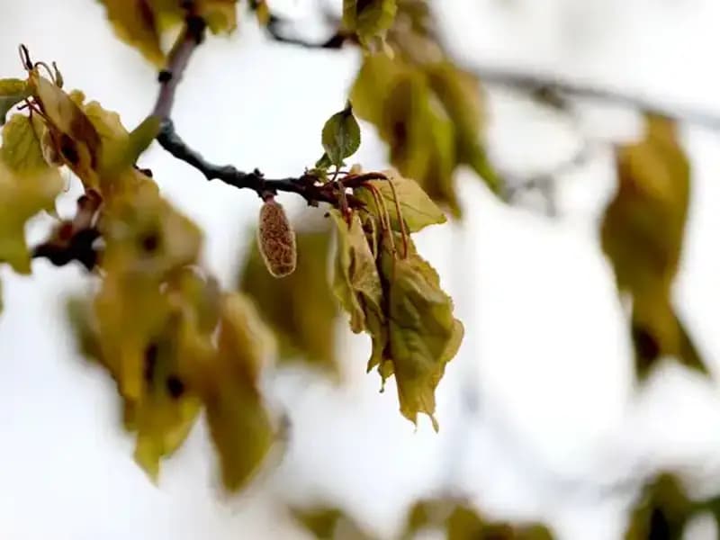Zirai Don Felaketi İçin Meclis'ten Acil Araştırma Komisyonu Kuruldu