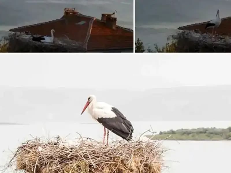 Yaren Leylek Depremi Önceden Hissetti, Doğanın Gücüne Tanıklık Ettik