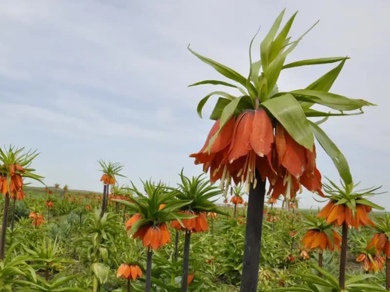 Yasak ve Kotaya Tabi Doğal Çiçek Soğanları Belirlendi