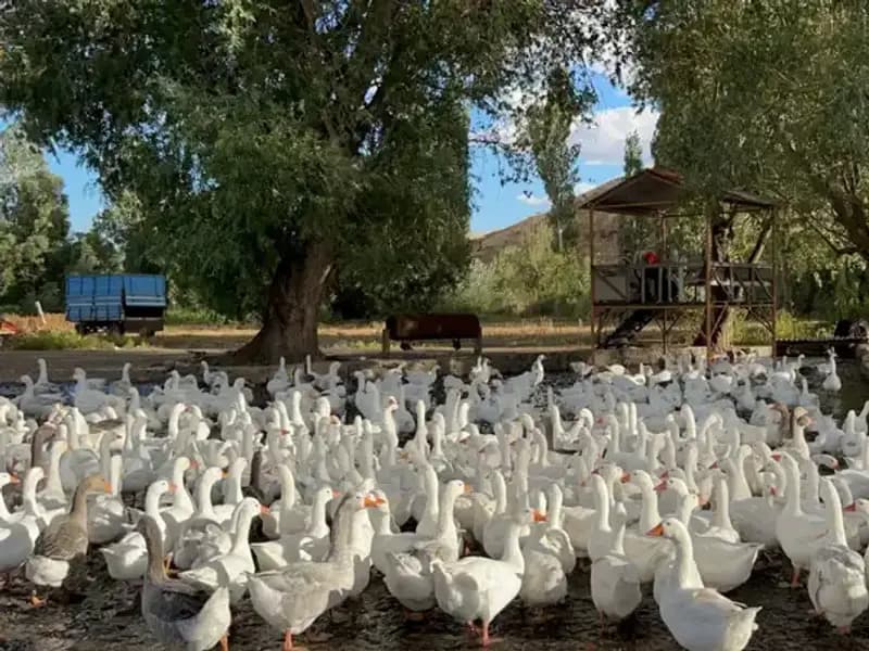 Sofralık Lezzet İçin Geri Sayım: 2.500 Lira Olan Fiyat 6.000'e Yükseliyor!