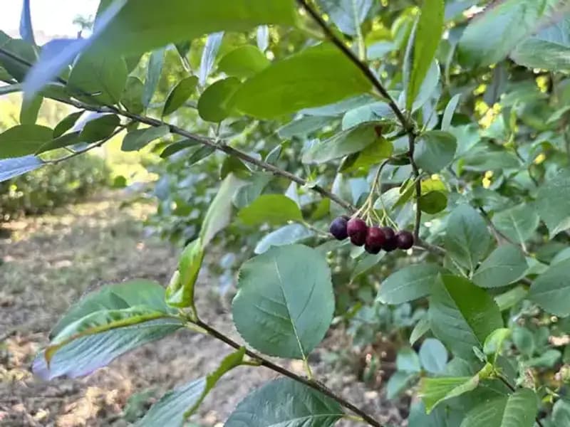 Avustralya'dan Memleketine Dönen Emekli, "Süper Meyve" Yetiştirmeye Başladı