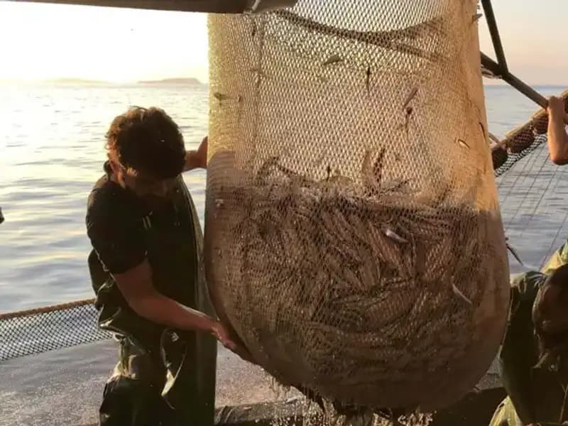 Balıkçıların İsyanı: İhlaller Yüzünden İş Durma Noktasına Geldi