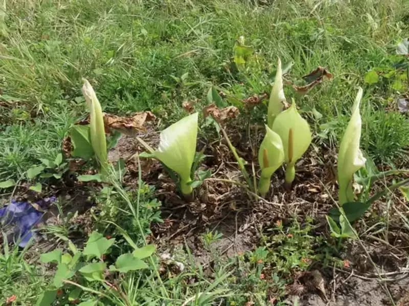 Dünyada 30, Türkiye'de 13 Türü Bulunan Tirşik Tehdidi Altında
