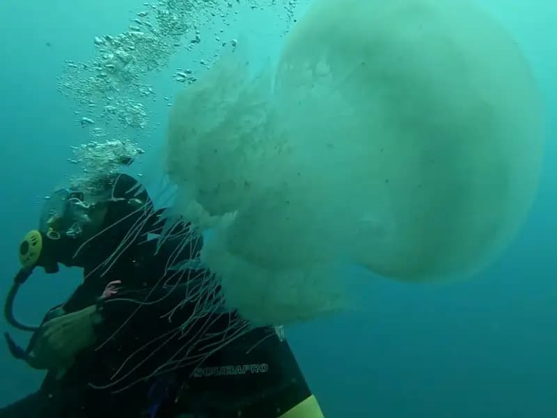 Antalya Körfezi'nde Denizanaları Balıkçıların Kabusu Oldu
