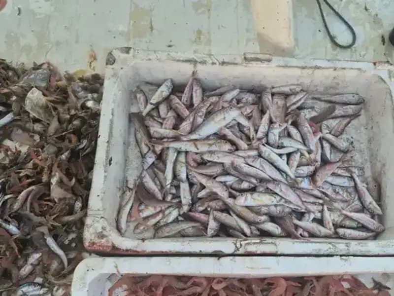 Taze Balık ve Deniz Ürünleri: Limanda Geleneksel Satış Başlıyor!