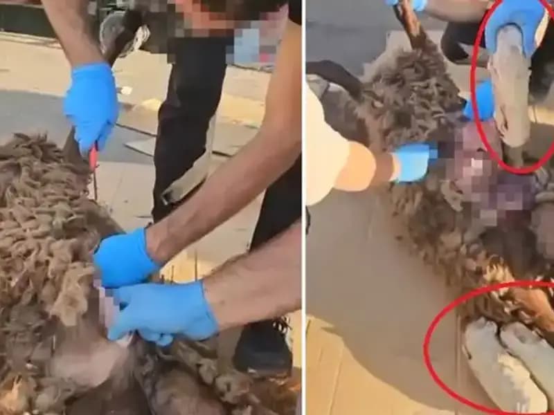 Zehir Tacirlerinin Son Oyunu: Ölümcül Koyun Olayı Polisi Şoke Etti