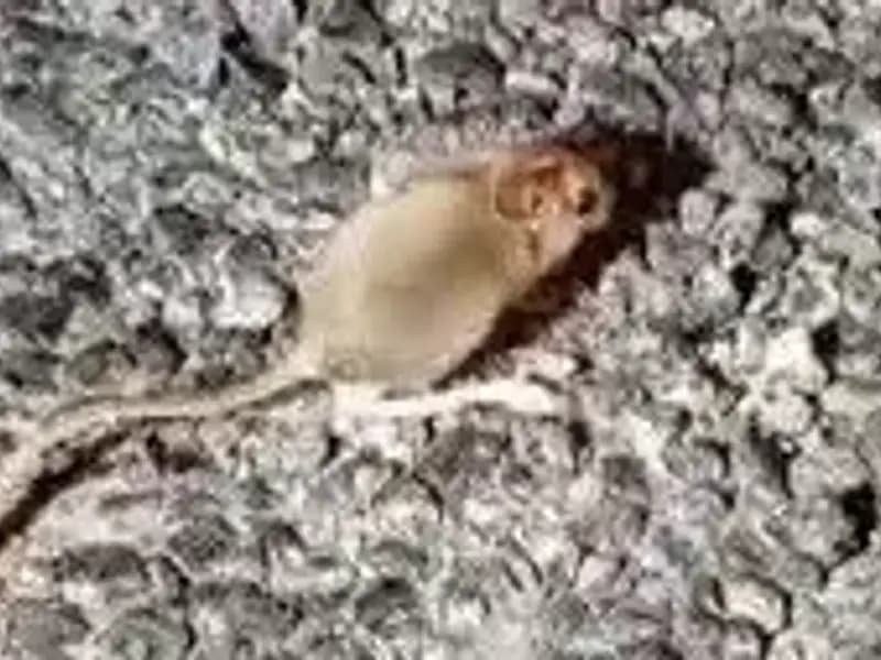 Tunceli'de Nadir Görülen Arap Tavşanı Doğa Severleri Büyüledi