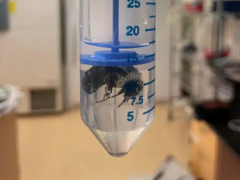 Kraliçe Bombus Arıları Su Altında Bir Hafta Hayatta Kalıyor