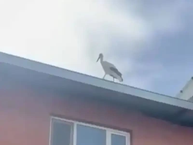 Yusuf Dayının Leyleği "Bilal" Her Yılki Geleneğiyle Dünyaya Merhaba Dedi