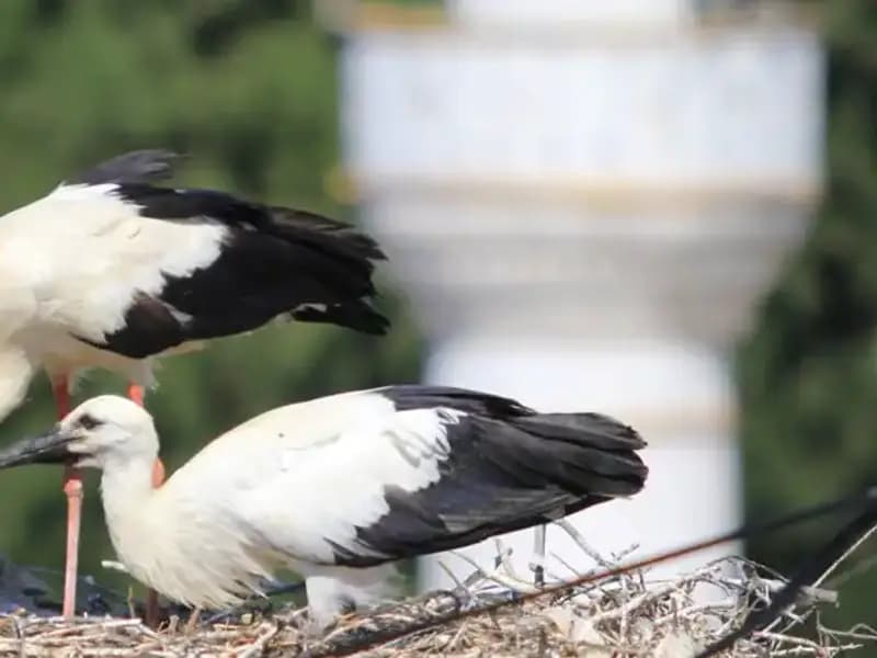 Leylek Köyü: Yaren Leyleği Kıskandıracak Yuvalar Dolu!