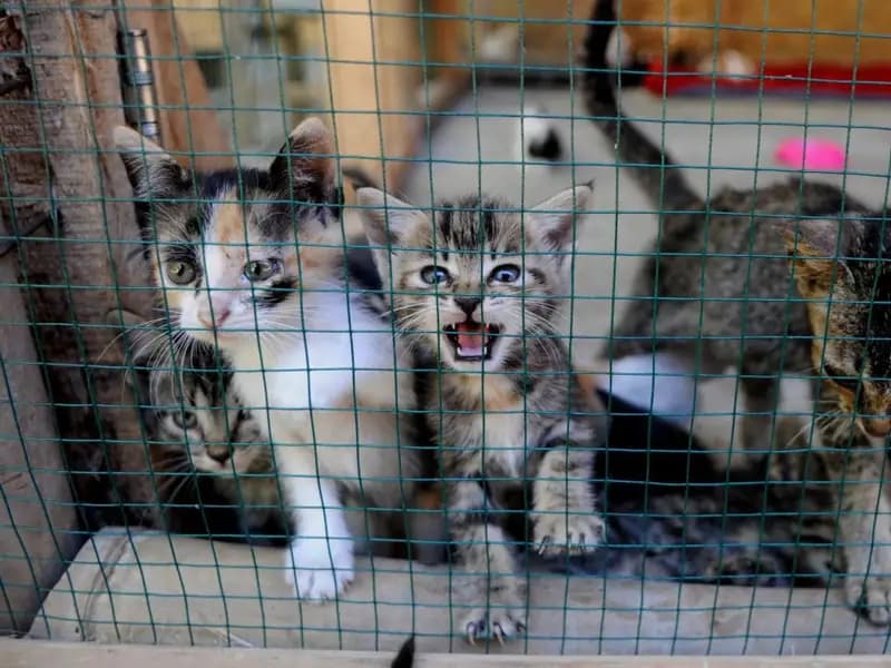 Sahiplendiği Hayvanı Kaybedenler 3 Yıl Hayvan Sahiplenemeyecek