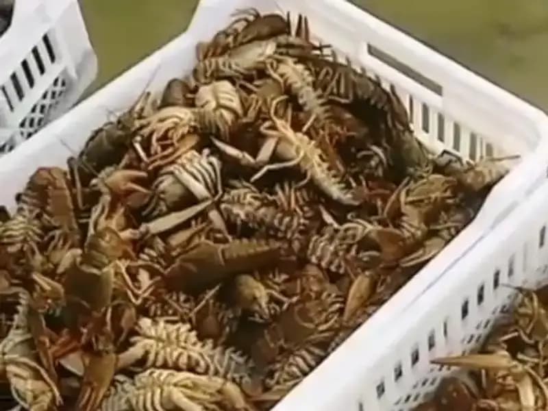 Baraj Gölünde Görülen Şaşırtıcı Manzara: Balıkçılar Ne Yapacağını Bilemiyor