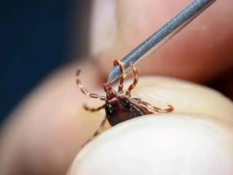 Yaz Aylarında Kene Tehlikesine Karşı Bakanlıktan Önemli Uyarılar Geldi