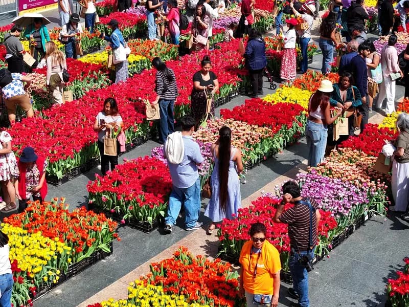 ABD'de Lale Günü: San Francisco'da 80 Bin Çiçek Dağıtıldı