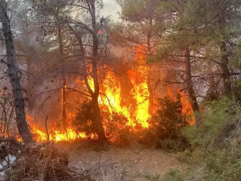 Ormanı Küllere Çeviren Kardeşlere Milyonluk Ceza Kararı