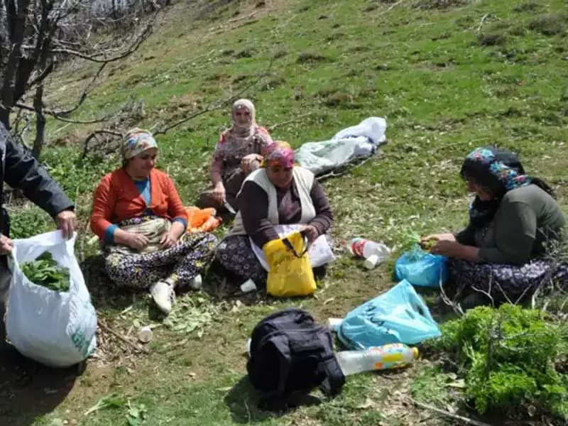 Dört Mevsim Doğanın Verdiği Hazine: Yürüyerek Topladıkları Mantarı Satıyorlar