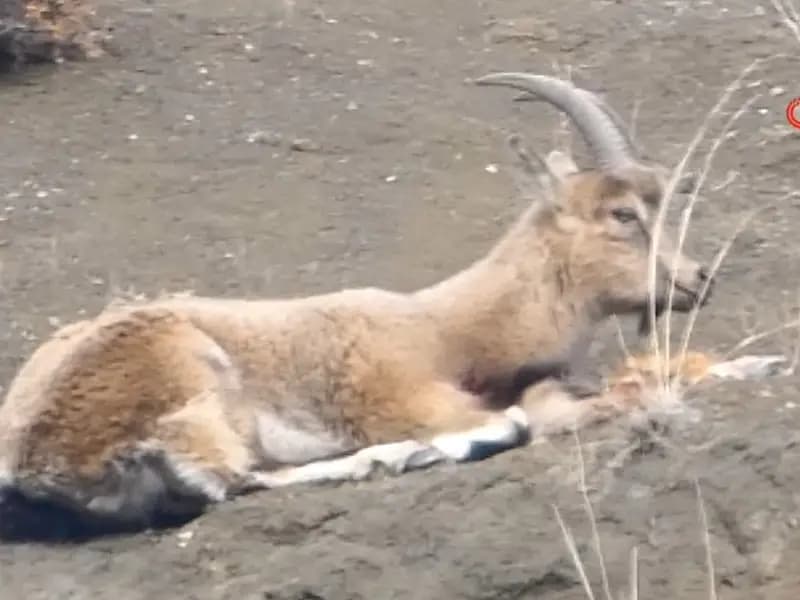 Erzurum'da Kaçak Avcılar Tarafından Vurulan Yaban Keçisi