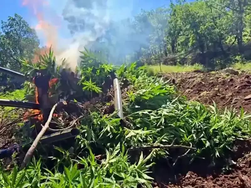 Diyarbakır'da Dev Narkotik Operasyonu: 7.5 Milyon Kök Kenevir ve Skunk Ele Geçirildi