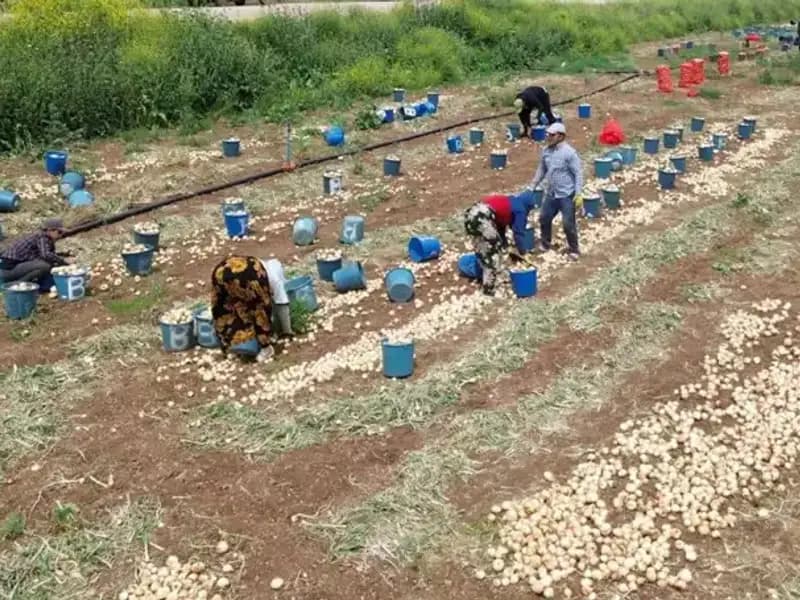 Bu Yıl Soğan Hasadı Başladı, Fiyatlar Hızla Düşüyor