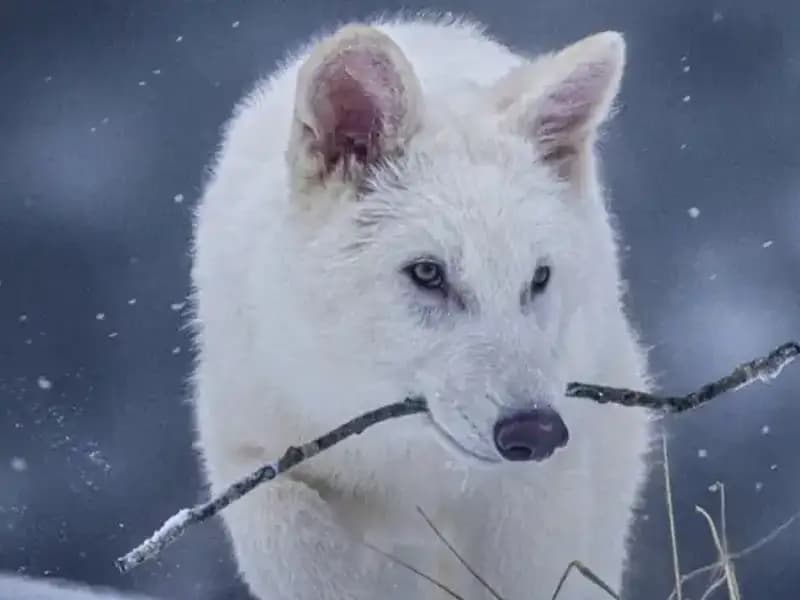 10 Bin Yıl Sonra: Nesli Tükenmiş Ulukurtlar Yeniden Hayata Döndü!