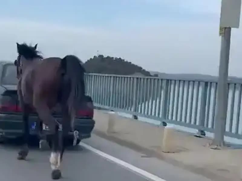 Adana'da Ata Eziyet Eden Kişiye Şok Tutuklama
