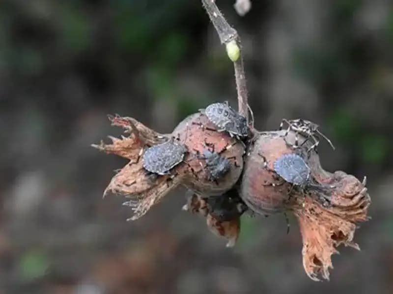 Canlı Bilgilere Sahip Olmak Artık Çok Ucuz: 1 TL'ye Ödül Konuldu