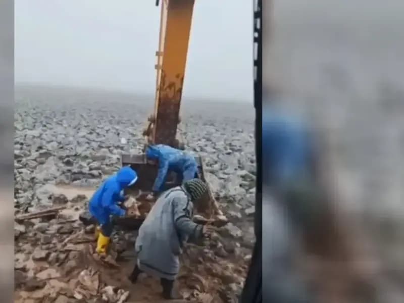 Şanlıurfa’da Çamura Saplanan İnek Kepçe ile Kurtarıldı