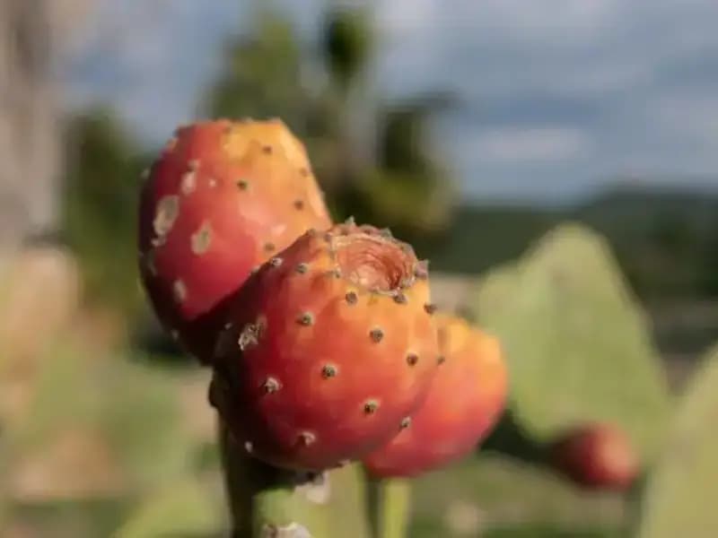 Doğal Magnezyum Kaynakları: Günlük İhtiyacın Yarımını Nasıl Karşılıyor?