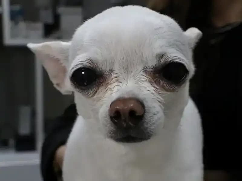 Gece Horlamasıyla Sahibine Zindan Eden Mini, Dikkatleri Üzerine Çekiyor