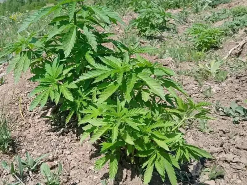 Bingöl'de Kenevir ve Kaçak Tütün Operasyonu: Güvenlik Güçleri Harekete Geçti