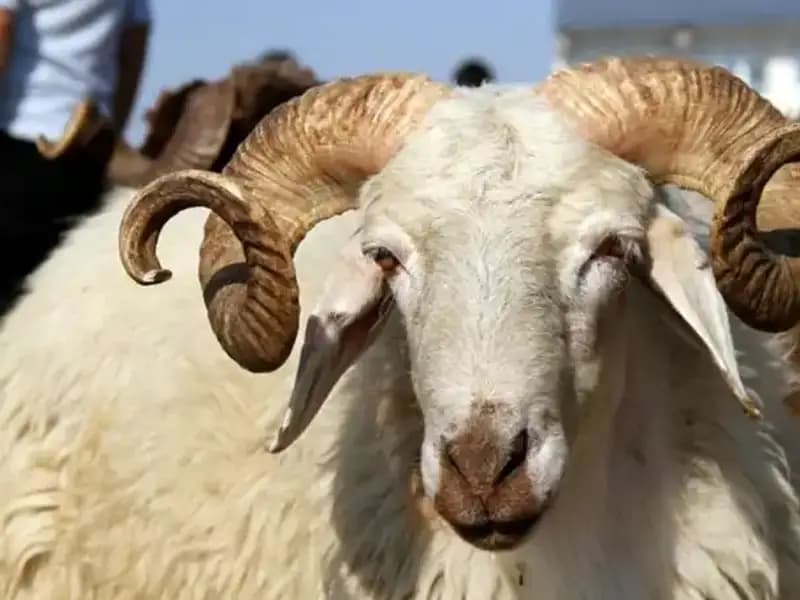 Kurban Bayramı 2025 Tatili Ne Zaman Başlıyor? Tüm Detaylar Burada!