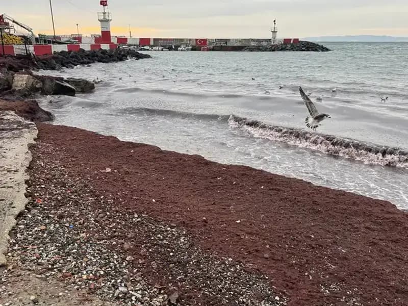 Tekirdağ Sahilleri Neden Kıpkırmızı Oldu? Bilmeniz Gerekenler