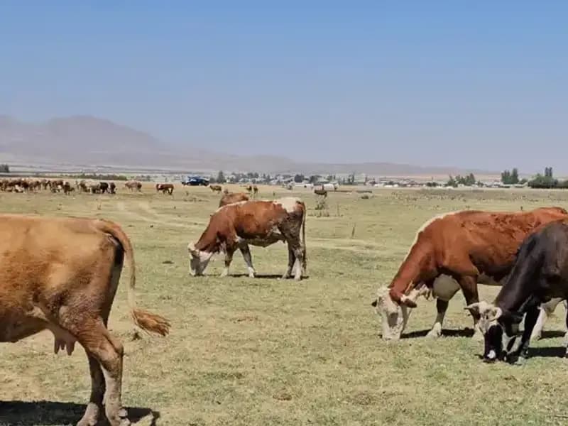 Arin Gölü’nün Kuruması, Bölgedeki Su Krizini Derinleştiriyor