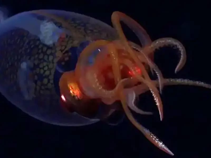 Denizin Derinliklerinde Dev Kalamar: İlk Defa Canlı Görüntülendi