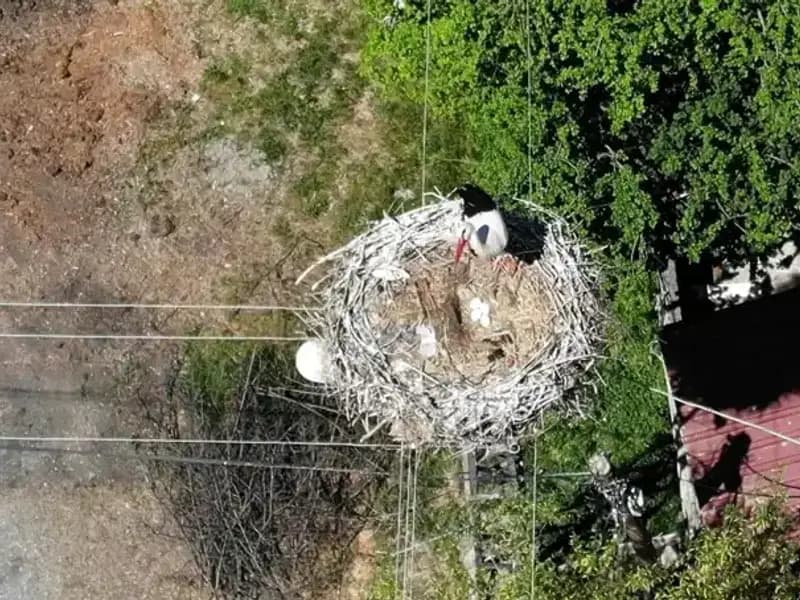22 Yıldır Aynı Yuvada Kışlayan Baharın Müjdecisi Kuşun Dönüş Hikayesi