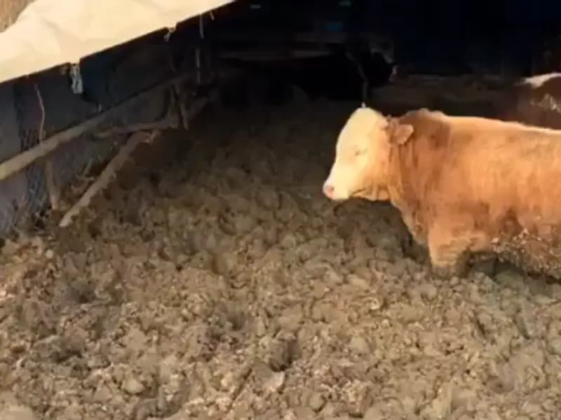 Çorum'da Hayvan Refahını İhlal Eden İşletmeye Ceza Kesildi