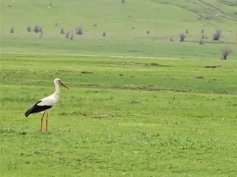 Leylek göçü: Muş Ovası’na dönüş zamanı geldi