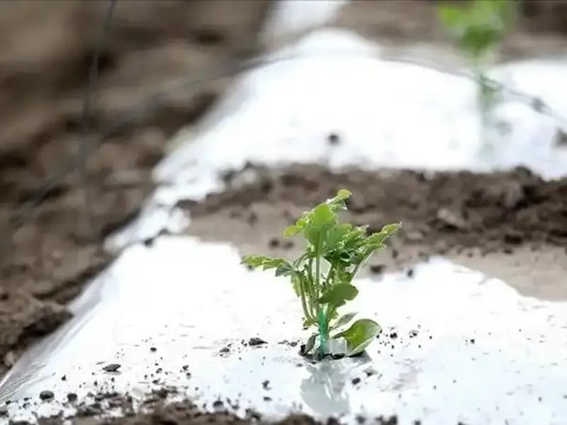 Zirai Don Desteği Başvurusu Nedir? Süreç ve Şartlar Hakkında Bilgi
