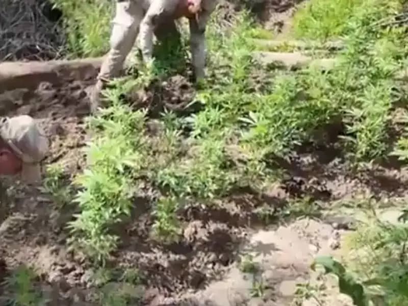 Diyarbakır’da Tarihi Kenevir Operasyonu: 12 Milyon 389 Bin Kök Ele Geçirildi