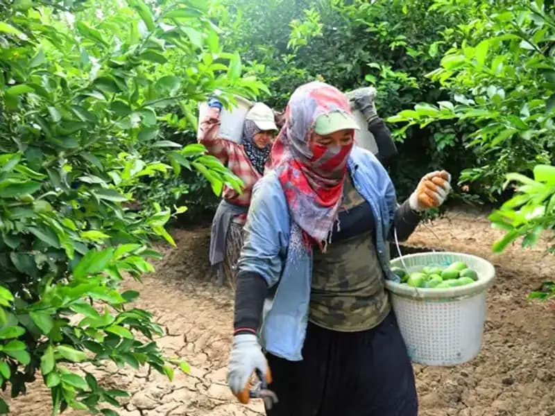 Markette Patates Fiyatları Rekor Kırdı: İlk Hasat Ürünleri Raflarda